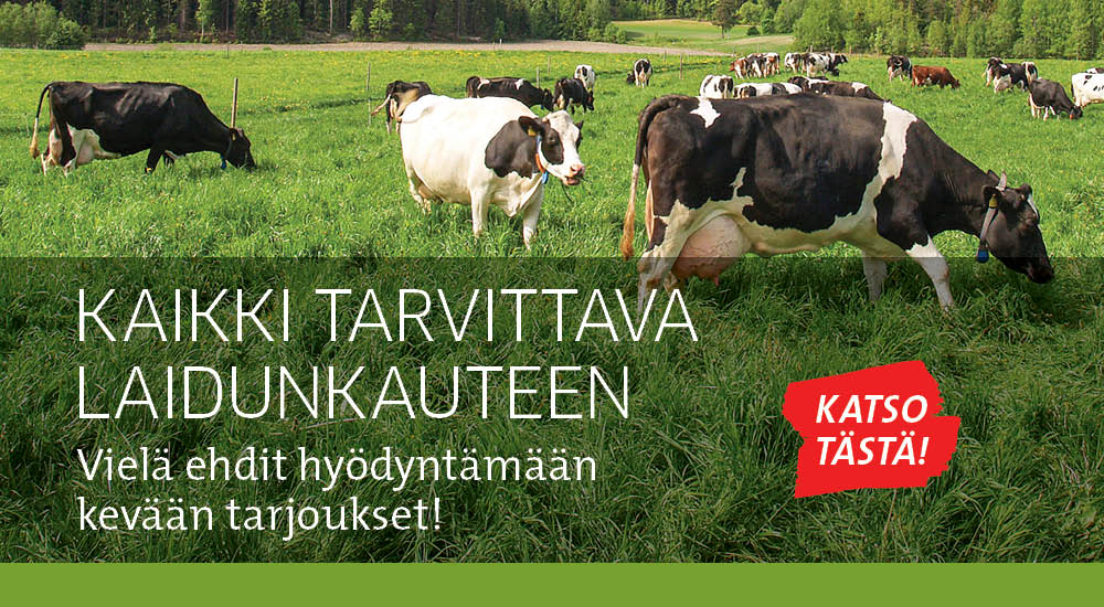 Laidunkausi maatalous lehmät aitaustarvikkeet