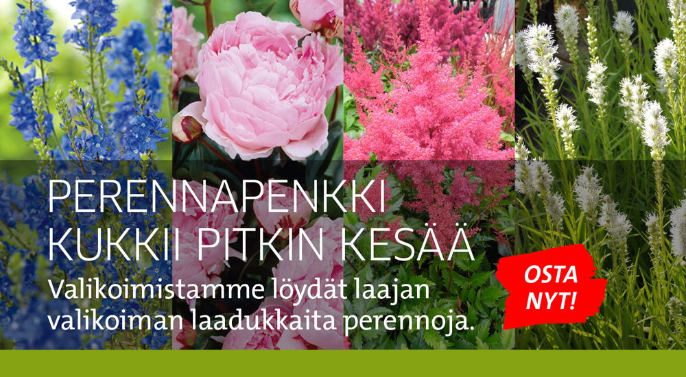 Perennat