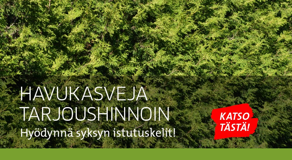 Havukasveja tarjoushinnoin
