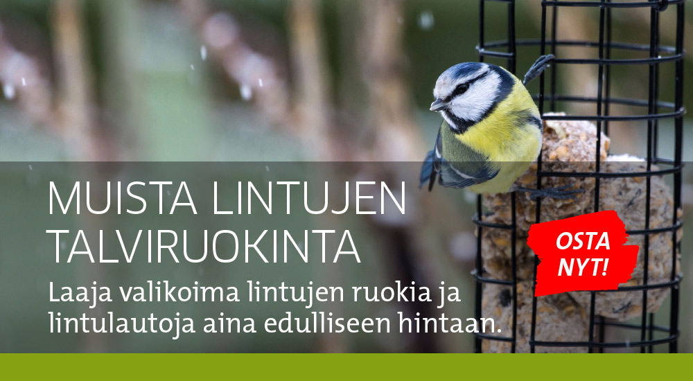 Ulkolintujen talviruokinta