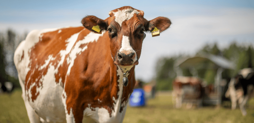 ruskeavalkoinen lehmä katsoo suoraan kameraan