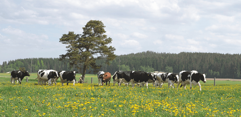 kor på en maskrosäng