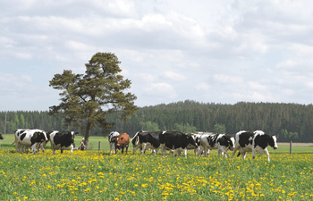 kor på en maskrosäng