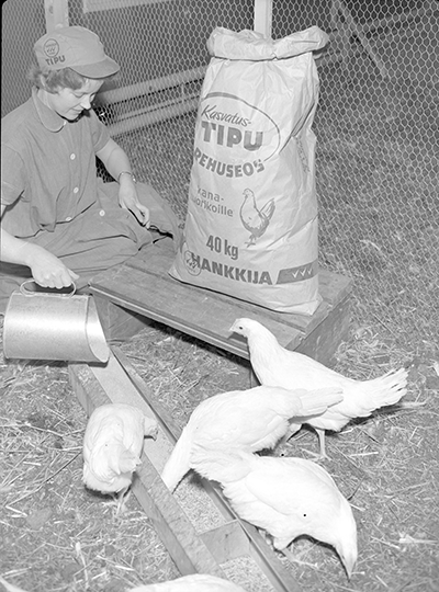 Nainen ruokkii kanoja Anttilan koekanalassa