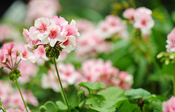 Pelargonioita