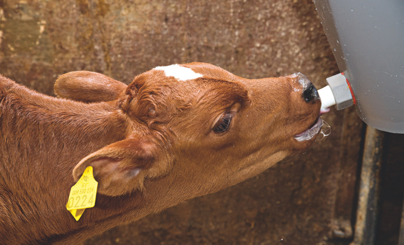 Vasikka juomassa maitoa