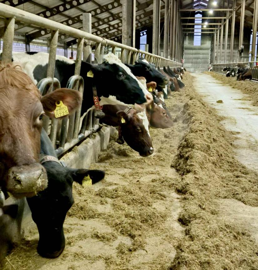 Kor äter ensilage och mineraler från foderbordet