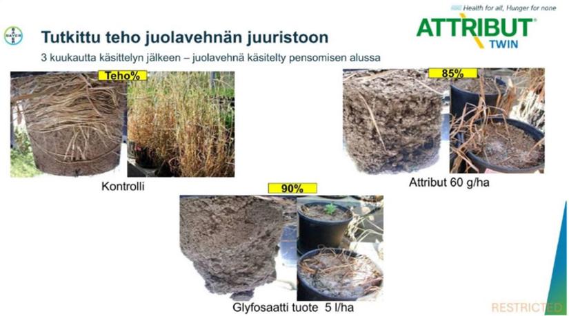 Juolavehnän juuriston kehittyminen ruukkukokeessa eri tehoaineilla käsiteltynä sekä käsittelemättömässä kontrollissa.