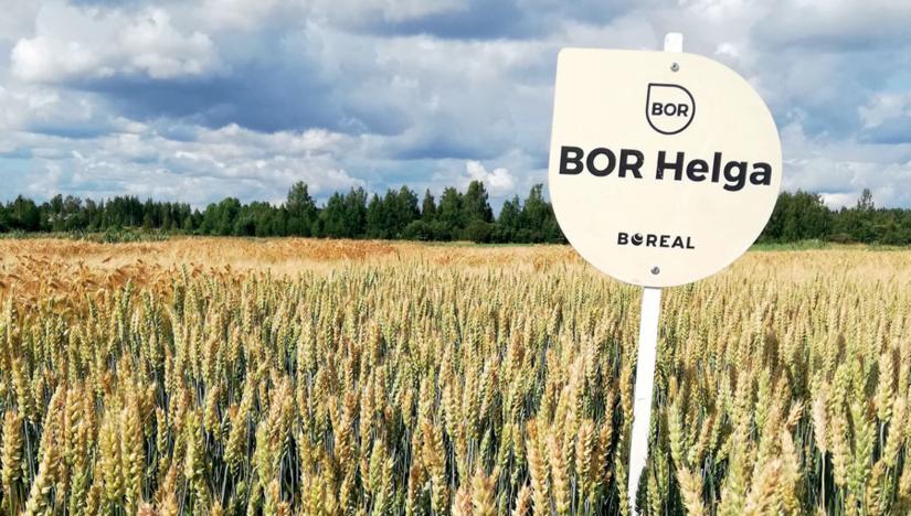 BOR Helga -kevätvehnä