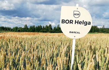 BOR Helga -kevätvehnä