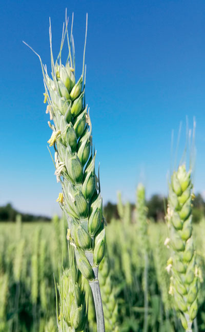 BOR Helga -kevätvehnän tähkä