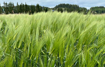 BOR Katri monitahoinen ohra