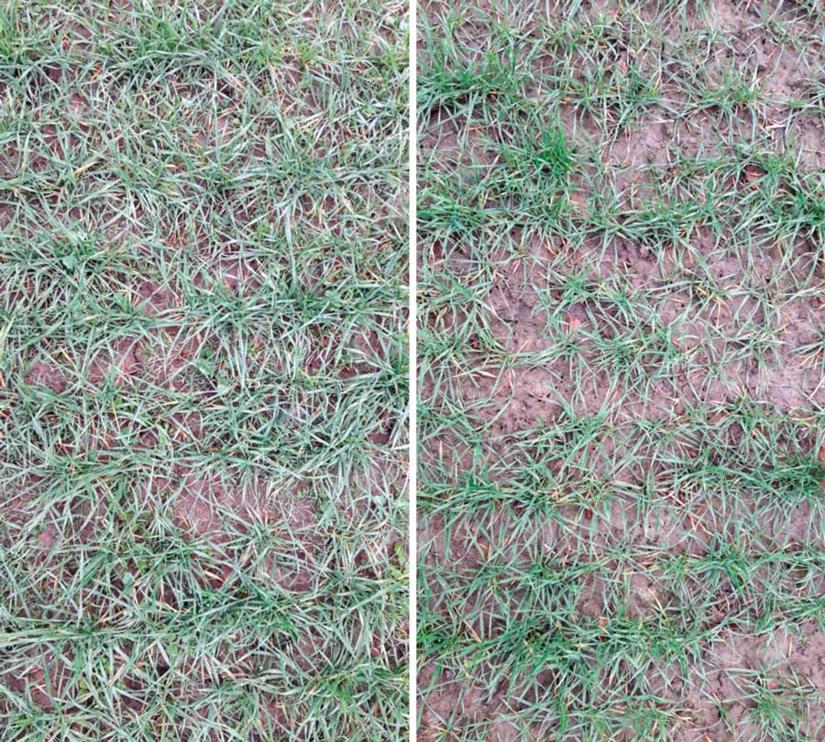 Vertailukuva syysviljapellosta: vasemmalla kylänurmikkaa verrannevalmisteen jälkeen, oikealla puhdas kasvusto Boxer + DFF -käsittelyn jälkeen.