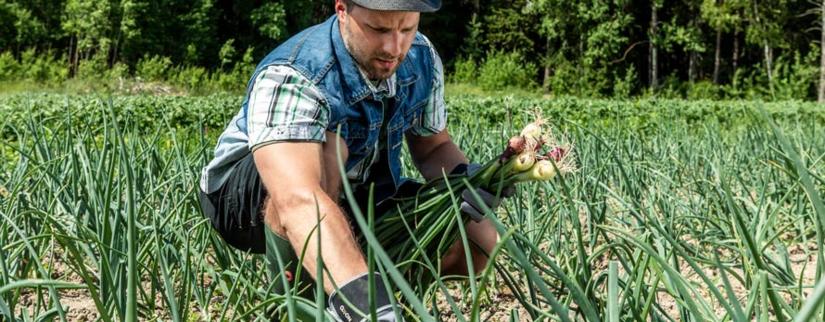 Mies nostaa sipuleita kasvimaalta hanskat kädessä.