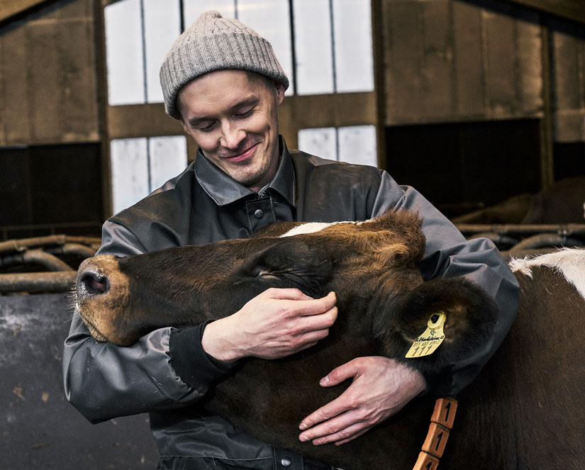 lehmä, ympäristö