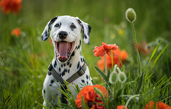 Dalmatialainen pentukoira valjaissa unikkopellolla, kuvituskuva.