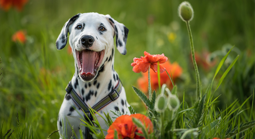 Dalmatialainen pentukoira valjaissa unikkopellolla, kuvituskuva.