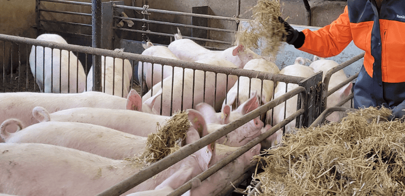 Työntekijä jakaa ensikoille karkearehua.