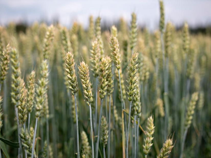 Viljapelto, jossa tähkät ja kasvusto ovat vihreitä ja tasaisesti kehittyneitä kasvukauden aikana.