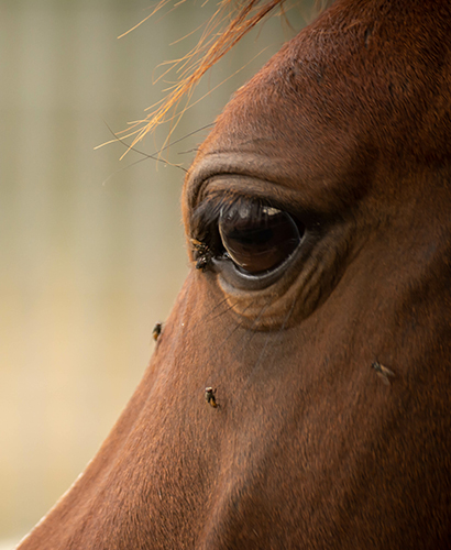 Hevonen, jolla kärpäsiä silmien läheisyydessä, lähikuva