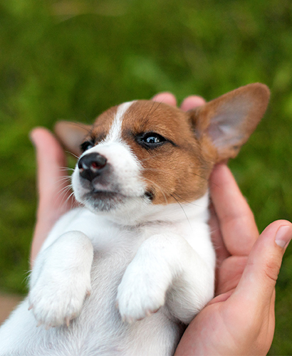 Jackrusselin pentukoira, ihmisen käsillä makaa selällään, kuvituskuva.
