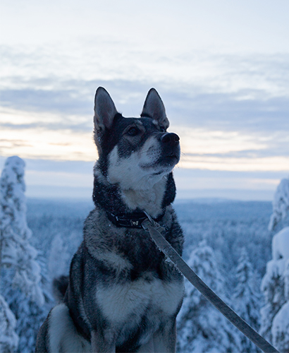 Jämtlannin pystykorva koira talvisessa tunturimaisemassa, kuvituskuva.