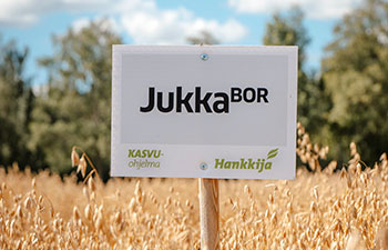 Jukka-kaura