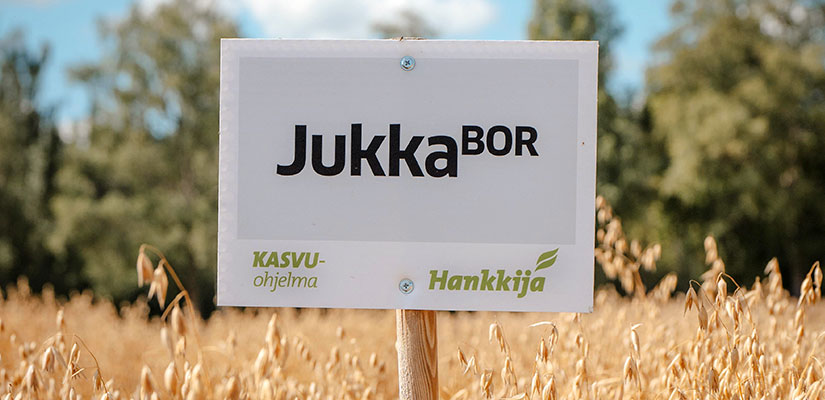 Jukka-kaura