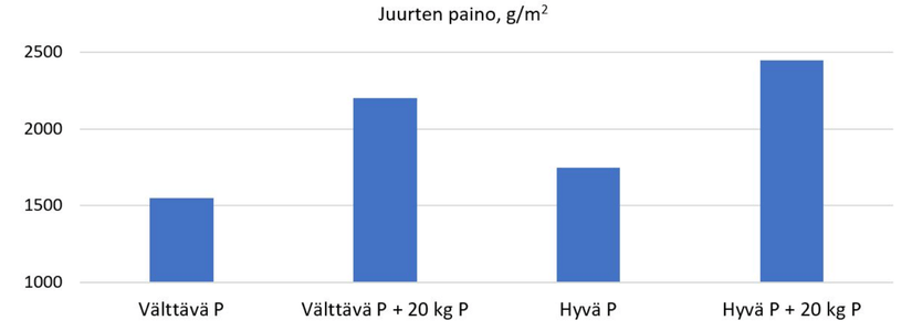 Taulukko maan viljavuusfosforin ja fosforilannoituksen vaikutuksesta timotei-nurminatakasvuston juurten painoon.