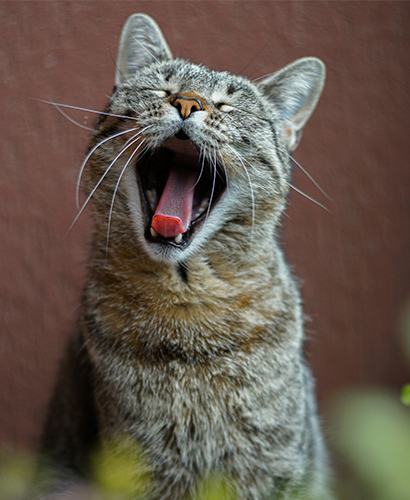 Maatiaiskissa haukottelee, punamultamaalattua taustaa vasten, ulkona ruohikossa. Kuvituskuva.