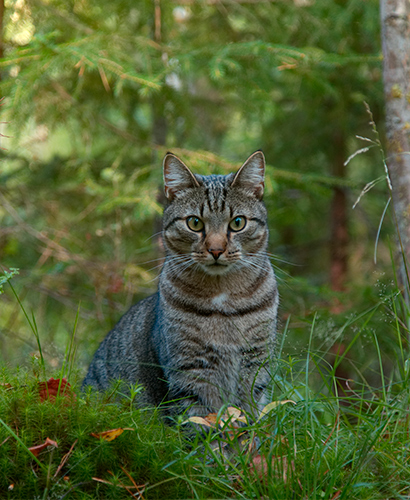 Aikuinen maatiaiskissa metsässä, katsoo kameraan istuen mättäällä. Kuvituskuva.