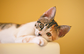 Nuori kissa oranssilla taustalla, makaa kyljellään valkoisen kukkaruukun päällä. Kuvituskuva.