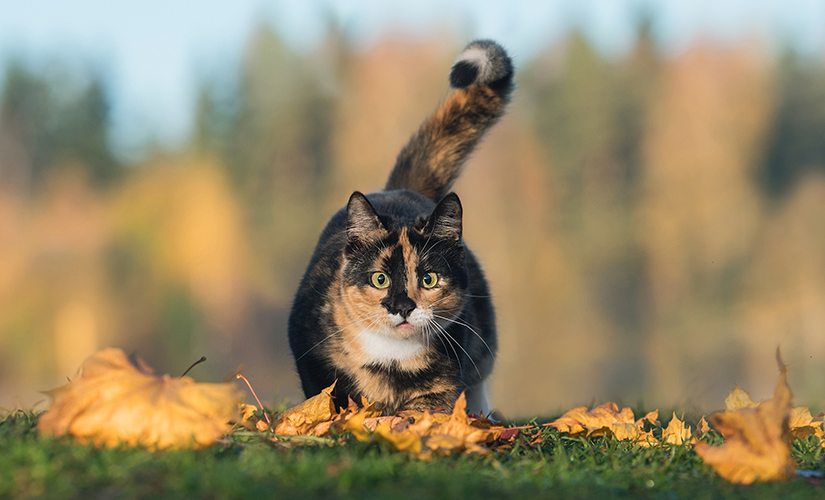 Kissa ulkoilemassa syksyisessä maisemassa