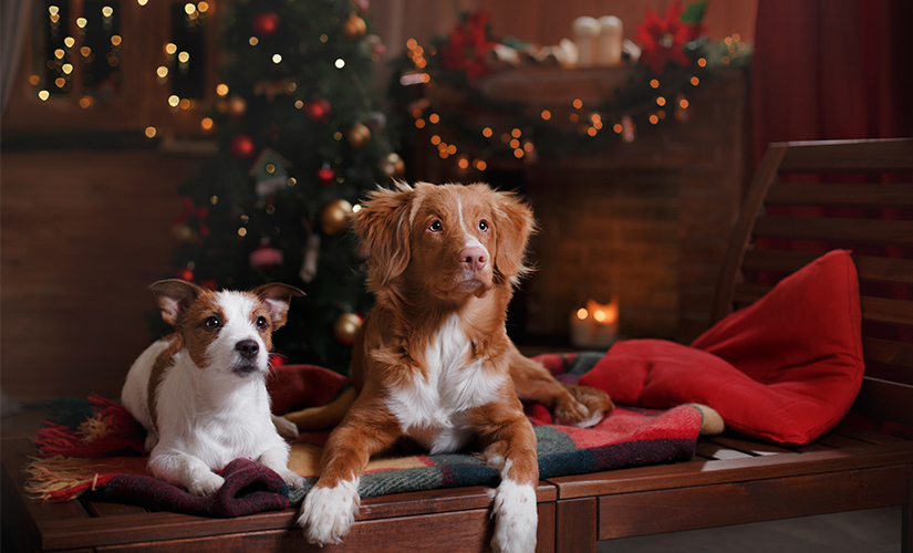 Jackrusseli ja Novascotian noutaja jouluisessa kuvassa