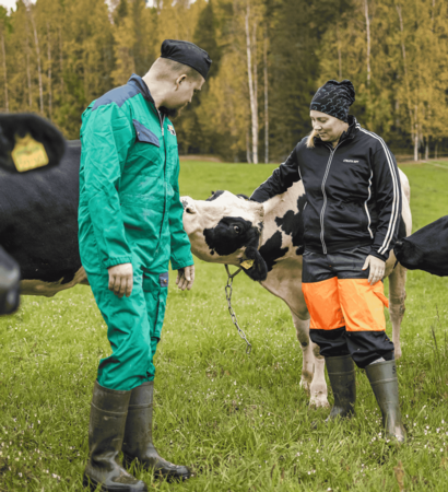 Markku ja Sonja Pitkänen sekä lehmä pellolla.