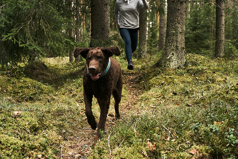 Tummanruskea, kiharaturkkinen koira juoksee metsässä vapaana naisen perässä.