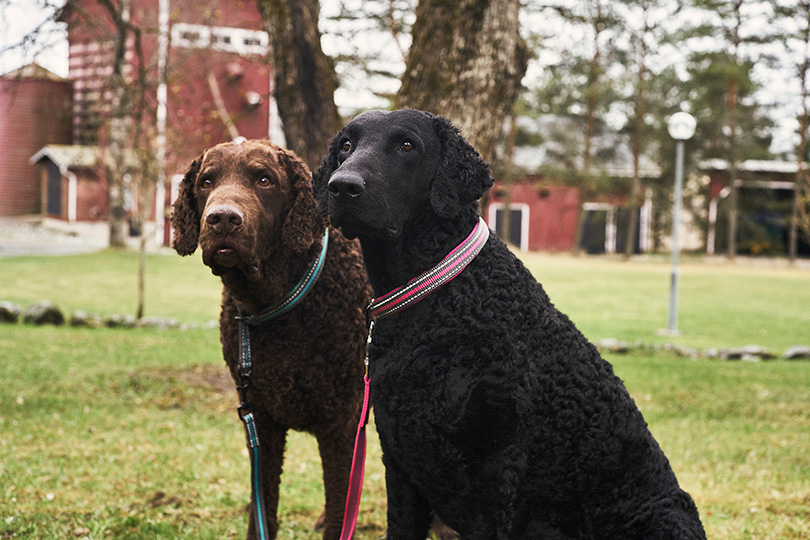 Kaksi kiharakarvaista koiraa, ruskea ja musta, katselevat eteenpäin. Koirilla on kaulahihnat päällä.