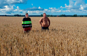 Nalle-kevätvehnäpelto