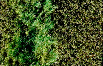 Attribut Twin -käsitelty kasvusto vasemmalla ja käsittelemätön ruutu oikealla.