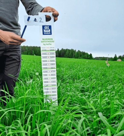 Nurmen mittausta nurmimitalla.