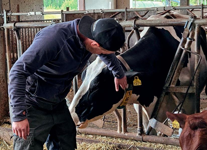 Janne Paloviita silittää lypsylehmää