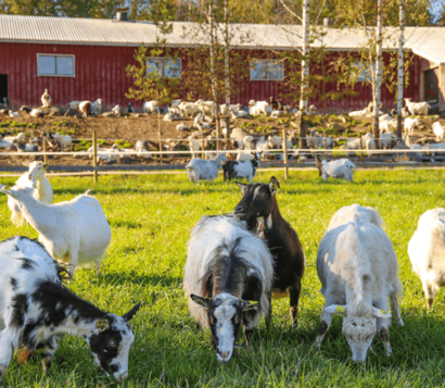 suomenvuohet laitumella