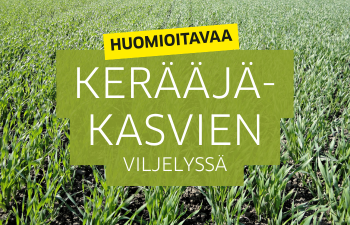 Oraspelto kerääjäkasvi