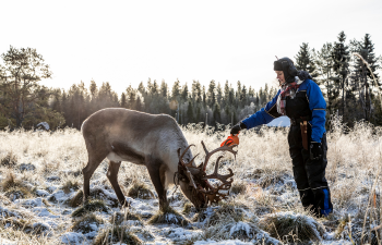 Poro syömässä rehua