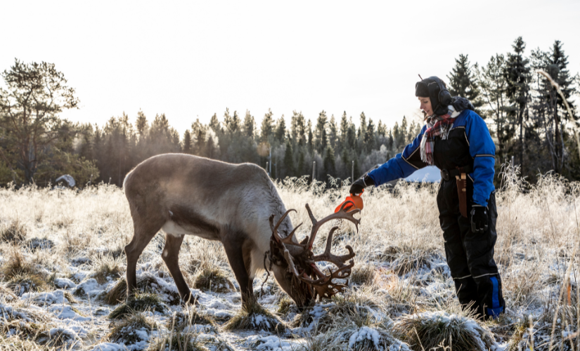 Poro syömässä rehua