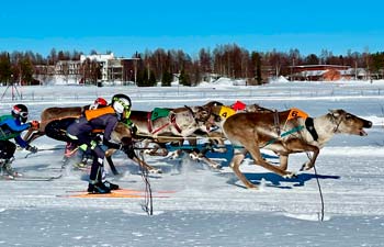 Poro Cup porokilpailut