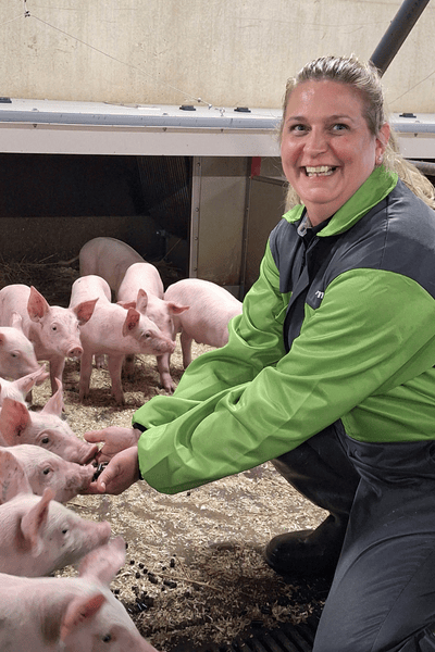 porsaat syövät rehua kädeltä