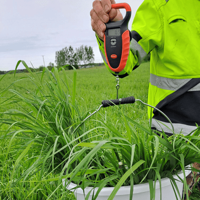 Kuvassa punnitaan nurmiämpäriä.