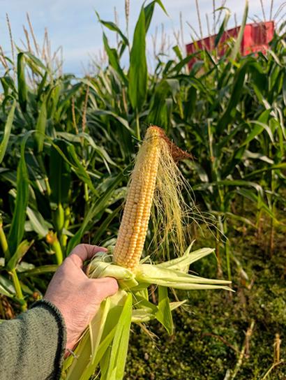 Viljelijän kädessä on rehumaissia.