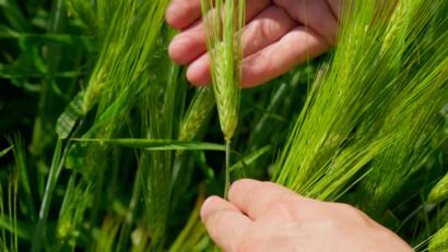 Viljelijän kädessä Salpa-ohran tähkä, jossa jyvät ovat kehittyneet tasaisesti.